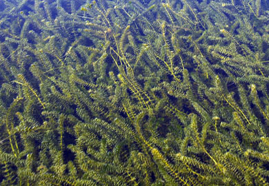 Millions of dollars have been spent to control the growth of invasive plants like hydrilla in South Carolinas lakes and rivers.
