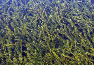 Millions of dollars have been spent to control the growth of invasive plants like hydrilla in South Carolina’s lakes and rivers. Millions of dollars have been spent to control the growth of invasive plants like hydrilla in South Carolina’s lakes and rivers.