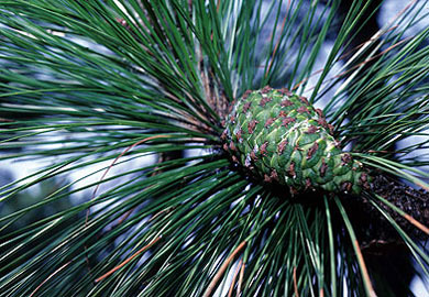 Longleaf pine