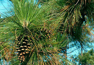 Longleaf pine