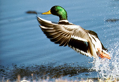 Mallard