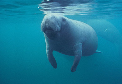 Manatee