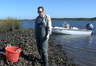 Oyster harvest