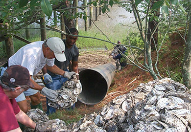 Oyster restoration