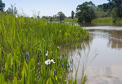 Pee Dee River