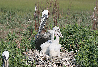 Pelican