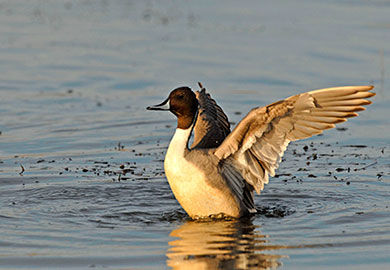 Pintail