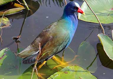 Purple gallinule