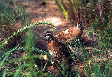 Quail