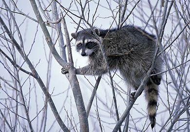 Guns will not be allowed as the youth coon hunt events are all non-harvest.