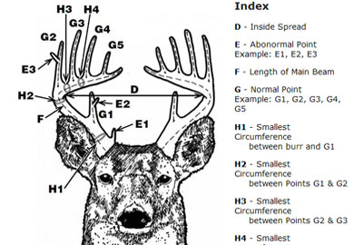 How Does Your Rack Measure Up? How to Score Deer Antlers - Safari Club  International - Lansing, Michigan Chapter