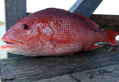 Red snapper