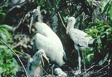 Wood stork