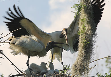 Wood stork