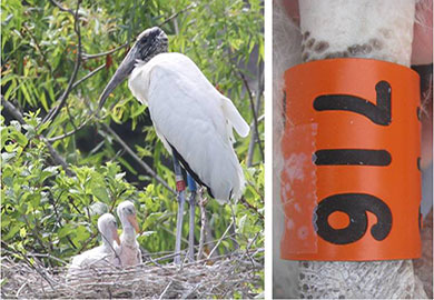 Banded wood stork