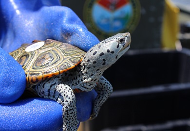 With diamondback terrapin numbers in decline, the S.C. Department of Natural Resources recently initiated a reporting form for the reptiles and is asking the public to help by reporting terrapin sightings across the coast. (DNR photo by Erin Weeks)