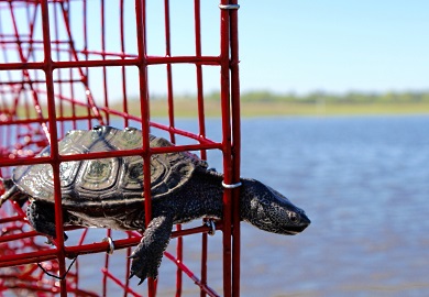 While large blue crabs are what most crabbers hope to see when they pull up their crab trap, sometimes other marine animals such as the diamondback terrapin are captured. DNR is seeking crabbers to help it improve the design of a device that will help reduce the unwanted catch of animals like the terrapin. (DNR photo by Erin Weeks) While large blue crabs are what most crabbers hope to see when they pull up their crab trap, sometimes other marine animals such as the diamondback terrapin are captured. DNR is seeking crabbers to help it improve the design of a device that will help reduce the unwanted catch of animals like the terrapin. (DNR photo by Erin Weeks)