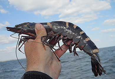 Tiger shrimp