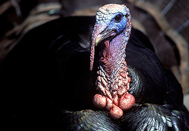 Wild turkey