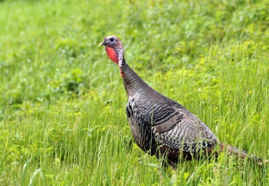 Wild Turkey Photo courtesy of U.S. Fish & Wildlife Service