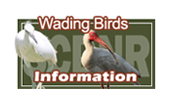 Wading Birds Information