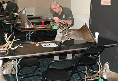 Measuring Deer Antlers