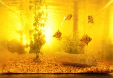 Blackbanded Sunfish in tank