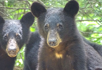 Black bears - photo by John Hains Black bears - photo by John Hains