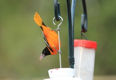 Adult male Baltimore oriole visiting a feeder in Charleston. If you have these birds coming to your feeders during the winter, SCDNR wants to hear from you!  (Photo by Russell Johnson)