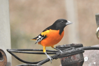 A Baltimore Oriole