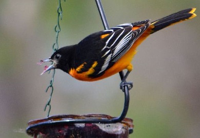 An adult male Baltimore oriole eats grape jelly at a feeder. For the third year in a row, a survey showed South Carolina with the largest number of wintering Baltimore orioles in the United States. (Photo by Jerry Kerschner) An adult male Baltimore oriole eats grape jelly at a feeder. For the third year in a row, a survey showed South Carolina with the largest number of wintering Baltimore orioles in the United States. (Photo by Jerry Kerschner)