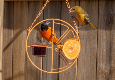 A pair of Baltimore orioles (adult male on left, immature right) prepare to enjoy tasty feeder treats of grape jelly and an orange half. For the fourth year in a row, bird counts have found that South Carolina has the largest number of wintering orioles in the United States. (Photo by David Ramage) A pair of Baltimore orioles (adult male on left, immature right) prepare to enjoy tasty feeder treats of grape jelly and an orange half. For the fourth year in a row, bird counts have found that South Carolina has the largest number of wintering orioles in the United States. (Photo by David Ramage)