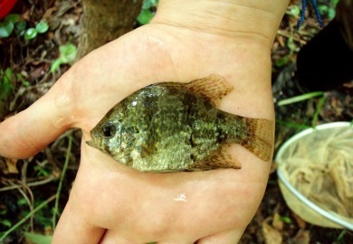 Blackbanded Sunfish Blackbanded Sunfish