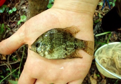 Blackbanded Sunfish