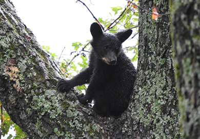 Photo: Eileen Hornbaker, USFWS Black bear in tree