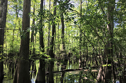 More coastal wetland habitats like these will be protected in South Carolina thanks to recent federal grants. [DU photo]