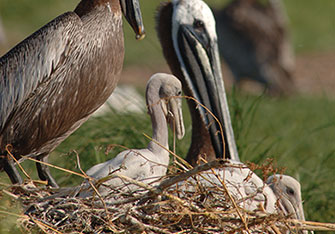 Brown pelicans