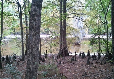 Numerous recreational opportunities will be available at Crackerneck WMA in Aiken County, shown here along the Savannah River, when it opens to the public during the first four Saturdays in March. (SCDNR photo)