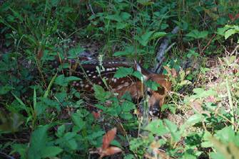 a deer laying in some tall grass