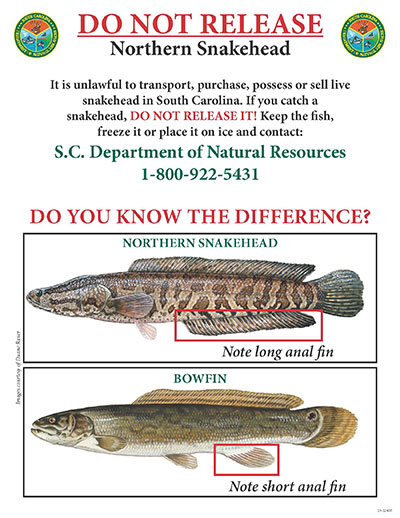 S.C. anglers should kill invasive snakehead if caught.