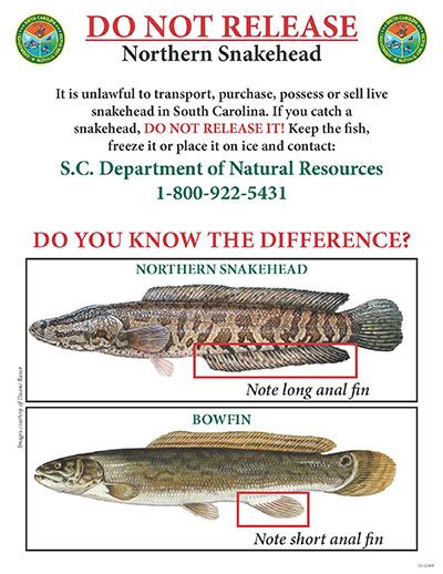 S.C. anglers should kill invasive snakehead if caught. S.C. anglers should kill invasive snakehead if caught.