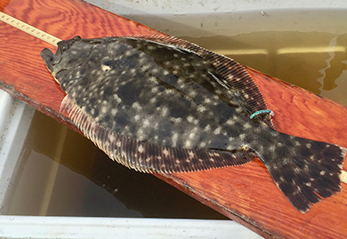 Southern flounder