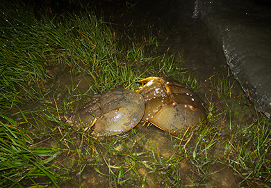 A pair of horseshoe crabs.