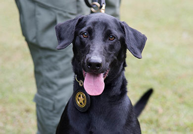 K9 Blue. (Taylor Main/SCDNR) K9 Blue. (Taylor Main/SCDNR)