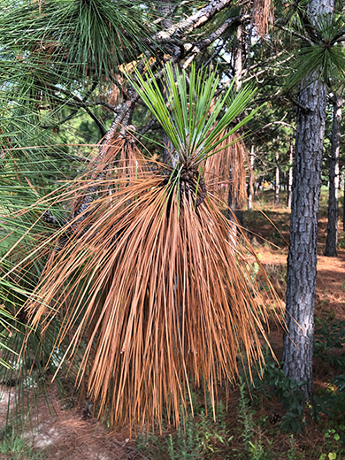 Longleaf pine trees are shedding needles