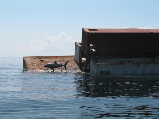 The new addition to the Edisto 60' reef with view of concrete life-sized shark