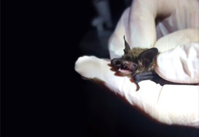 A Northern long-eared bat juvenile is examined during a bat survey. (Photograph by Brent Henry) A Northern long-eared bat juvenile is examined during a bat survey. (Photograph by Brent Henry)