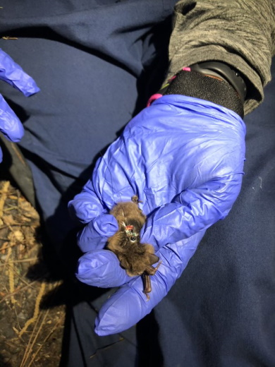 Transmitter placed on captured Northern long-eared bat before being released. Transmitter placed on captured Northern long-eared bat before being released.