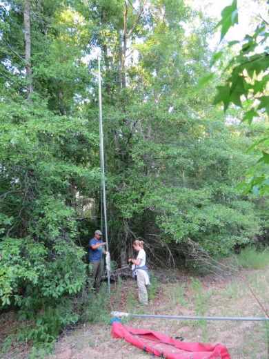 Setting up mist nets on a pulley system to capture bats. Setting up mist nets on a pulley system to capture bats.