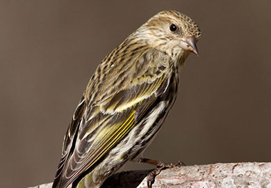 Photo: ©Lucas Bobay (Cornell Lab) Photo: ©Lucas Bobay (Cornell Lab)